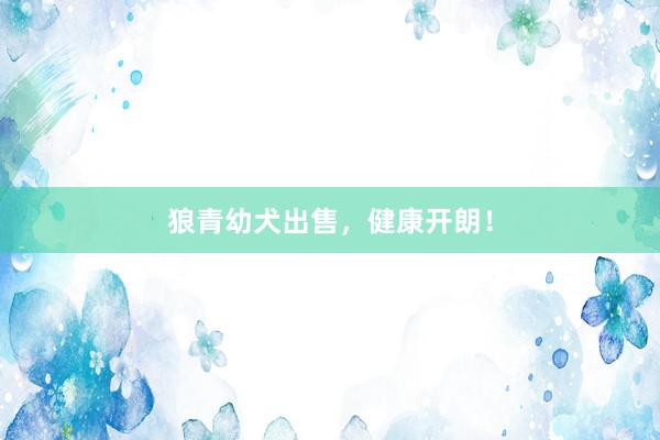 狼青幼犬出售，健康开朗！
